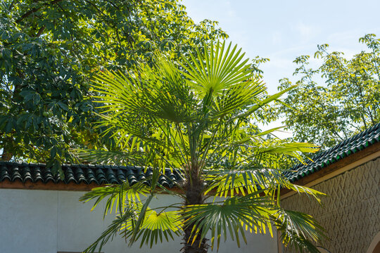 Sunlit palm fronds glow bright green against a backdrop of dark green tiled rooftops. Tall trees rise behind the courtyard in this warm afternoon scene.