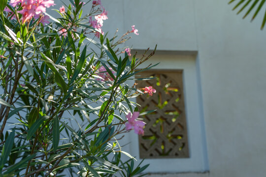 Delicate pink oleander flowers bloom against a soft green backdrop near a carved stone window. The blurred ornate lattice adds a decorative touch behind the blossoms.