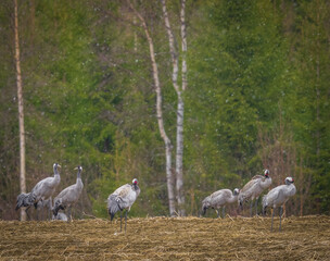 Obraz premium Common cranes foraging in a Scandinavian meadow