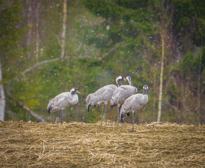 Obraz premium Common cranes foraging in a Scandinavian meadow