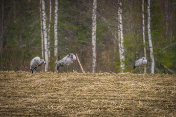 Obraz premium Common cranes foraging in a Scandinavian meadow