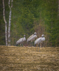 Obraz premium Common cranes foraging in a Scandinavian meadow