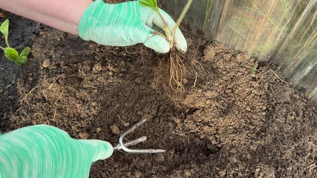 Close up of a gardener in green gloves planting strawberry seedlings into fertile soil in a garden bed outdoors