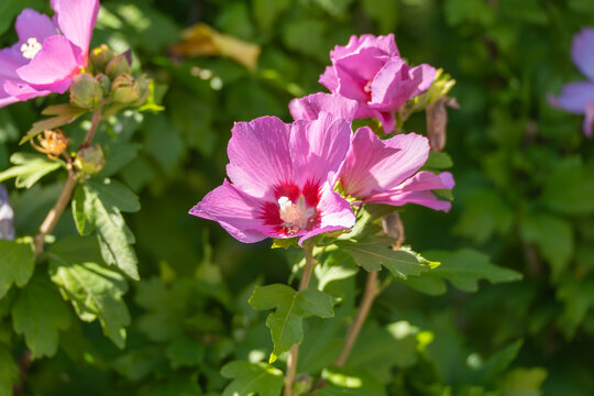 Clusters of pink Rose of Sharon flowers open wide among glossy green leaves. Deep red centers accent each delicate blossom in this sunny garden shrub.