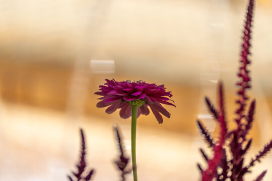 A vivid purple zinnia glows in soft backlight beside spiky magenta celosia stems. Warm golden bokeh fills the blurred background of this garden still life.