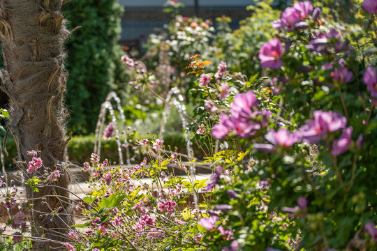 A rough palm trunk stands beside blooming pink hibiscus flowers and pink geraniums in a lush garden. A fountain sprays softly out of focus in the background.