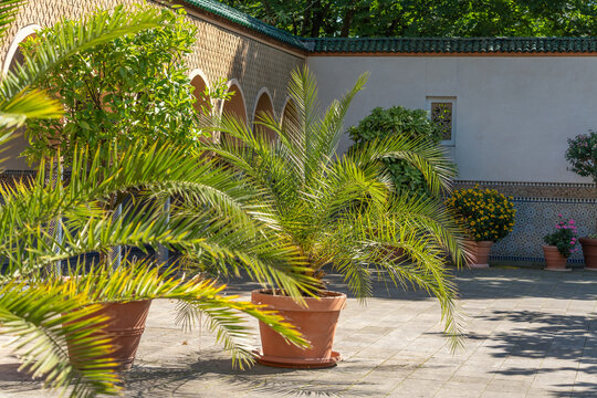 Young palm trees grow in large terracotta pots across a sunny stone courtyard. Marigold flowers and an arched tiled building complete the tranquil garden scene.