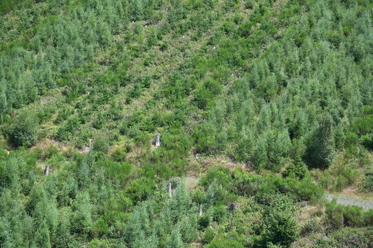 Anpflanzung von B&auml;umen im Westerwald