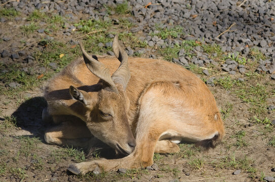young male markhor