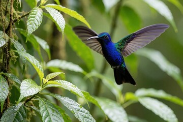 Obraz premium Violet sabrewing hummingbird hovers mid-air with spread wings in tropical jungle. Iridescent blue, green feathers shine against green foliage. Small exotic bird flies through rainforest leaves during