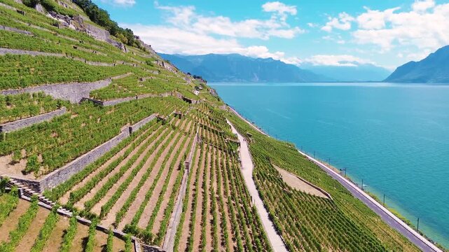 Aerial drone view of Lavaux vineyards overlooking Lake Geneva in Switzerland during summer