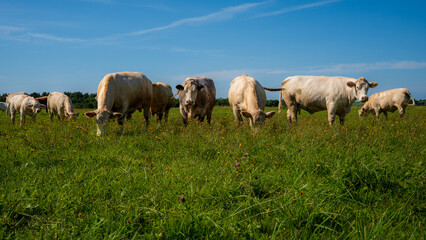 Fototapeta premium Beef cattle grazing together in a lush wildflower pasture under a clear summer sky