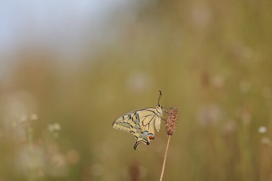 una farfalla macaone al tramonto
