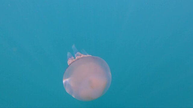 White jellyfish swimming underwater at Mil Palmeras beach, Murcia, Spain