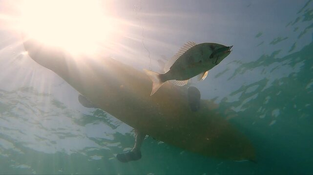 Kayaker fishing underwater as a fish strikes a lure in clear water