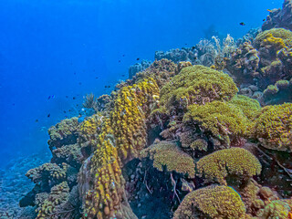 Caribbean coral garden, underwater Bonaire © John Anderson