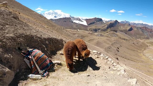 Llamas grazing along the trail to Rainbow Mountain in the Andes