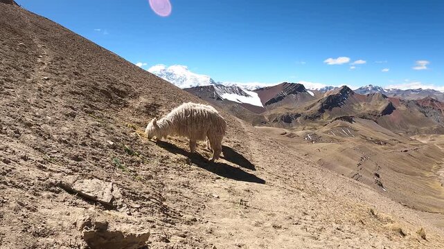 Llamas grazing along the trail to Rainbow Mountain in the Andes