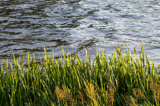 Foliage in front of a body of water