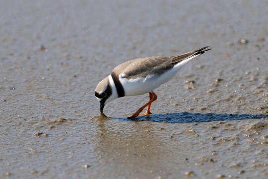 Small bird with orange legs forages in wet sand near water. This plover hunts for food in shallow puddles. Its distinctive markings include dark eye bands and a white chest.
