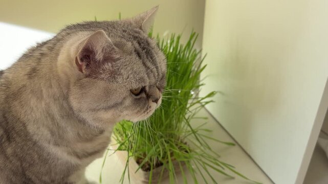 Close-up portrait of a silver British Shorthair cat with yellow eyes sitting beside fresh green cat grass at home, showing a serious and curious expression.