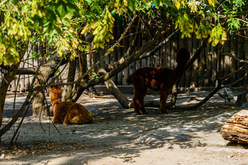 Alpacas (Vicugna pacos) in a corral at farm © ihorbondarenko