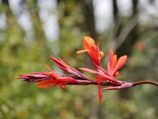 Indisches Blumenohr © Clarini