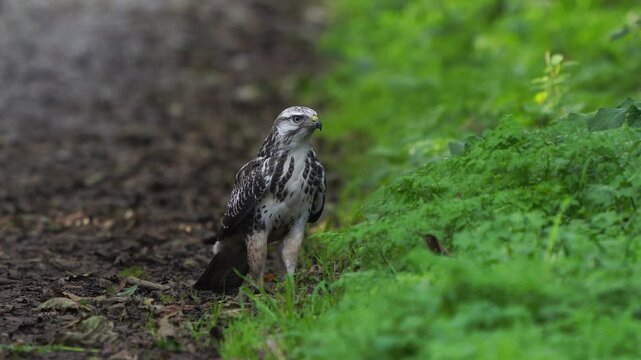 A common buzzard (Buteo buteo) inspecting its surroundings while standing on a walking path