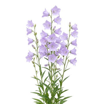 Campanula persicifolia with pale lavender blooms, tall elegant perennial bellflower stalk, soft pastel floral arrangement, isolated on transparent background.