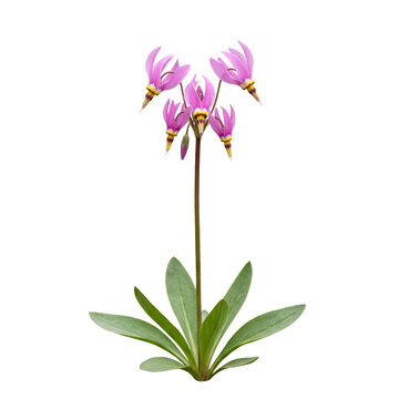 Dodecatheon meadia shooting star with reflexed pink petals and green leaves, a beautiful spring wildflower specimen isolated on transparent background for botanical design projects.