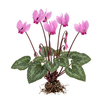 Cyclamen hederifolium, pink reflexed petals with patterned leaves and exposed roots, forest floor plant, isolated on transparent background for professional floral projects.