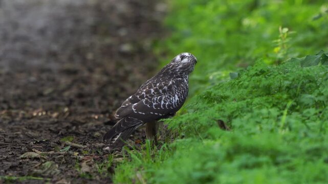 A common buzzard (Buteo buteo) inspecting its surroundings and finally flying away.