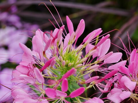 Spinnenblume im Arboretum Ellerhoop