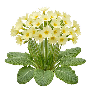 Primula vulgaris common primrose with pale yellow petals and green leaves, a beautiful spring wildflower botanical specimen isolated on transparent background for floral design.
