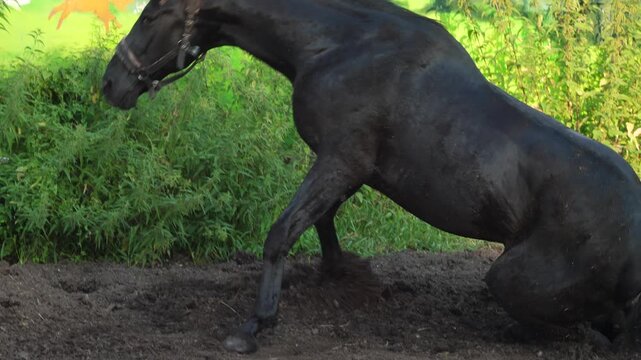 A black horse rolls on the ground and stands up on a farm. The animal rests in the fresh air on a sunny day.