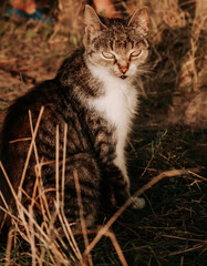cat on the fence © VictoriaEmilia