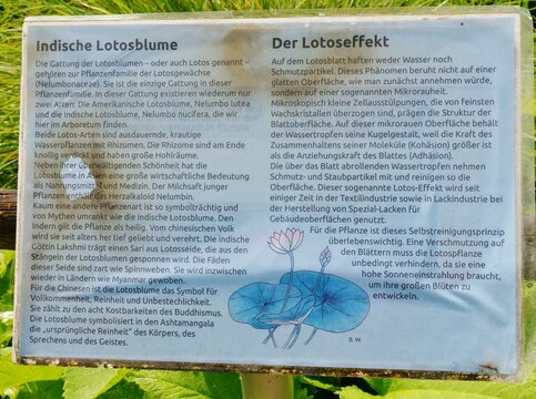 Infotafel &uuml;ber Lotusblumen