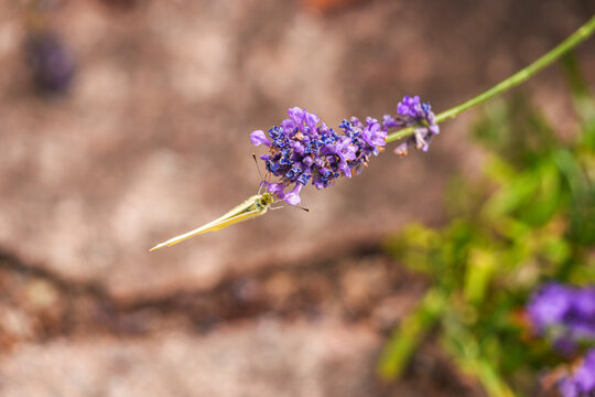 Brimstone butterfly feeding on a true lavender flower, photographed from below with its yellow wings visible against a soft natural background.