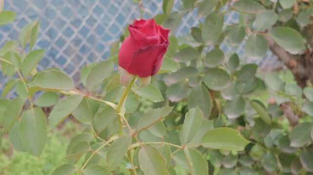rosa, flor, rojo, naturaleza, huerta, amor, beldad, hojas, aislada, brotar, singles, florecer, hermoso, valent&iacute;n, f&aacute;brica, flora, blanco, regalo, romance, floral