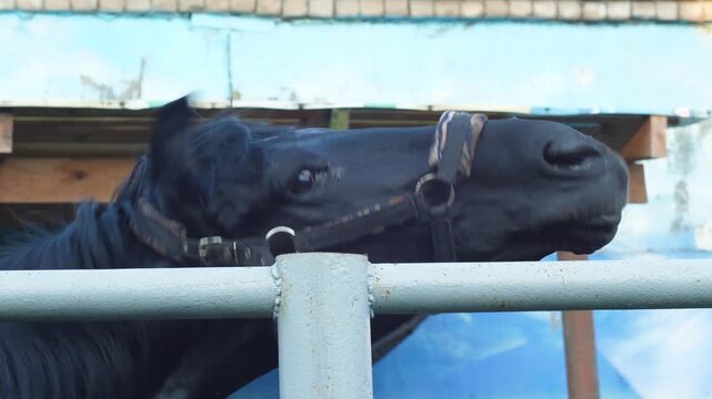 A black horse funny curling its upper lip and showing teeth in a paddock. The animal displays the Flehmen response while resting on a farm.