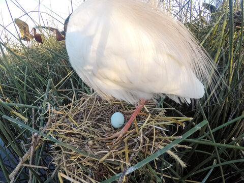 Cattle Egret, Bubulcus ibis, nesting, La Pampa Province, Patagonia, Argentina