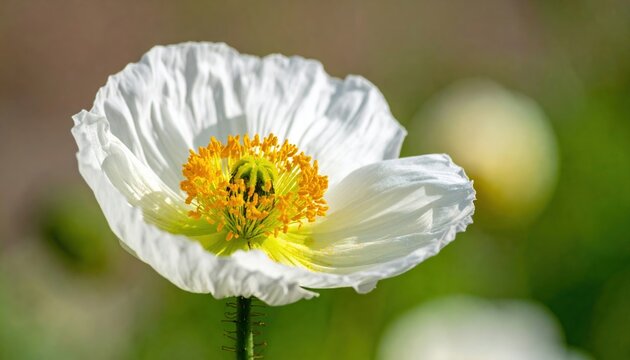 White poppy flower closeup