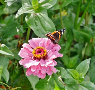 Rosafarbene Zinnie (Zinnia elegans)