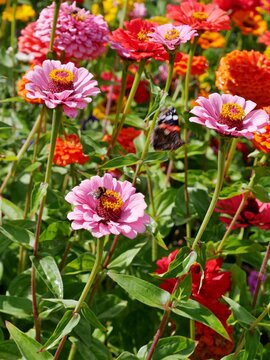 Rosafarbene Zinnie (Zinnia elegans)