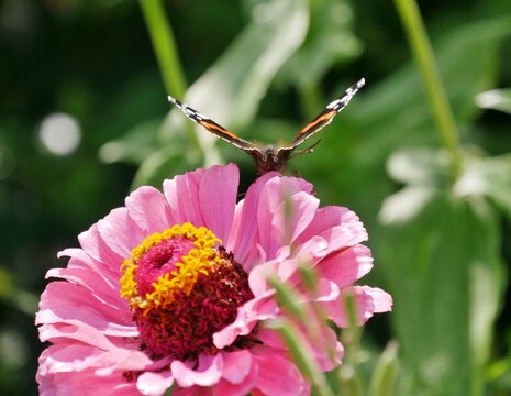 Rosafarbene Zinnie (Zinnia elegans)