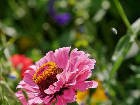 Rosafarbene Zinnie (Zinnia elegans)