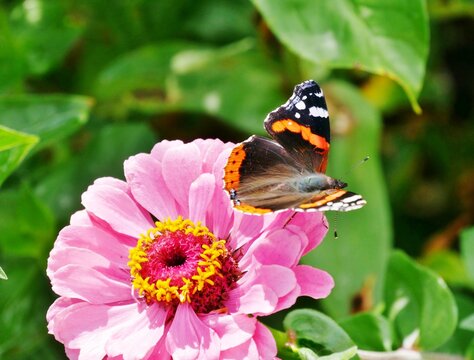 Rosafarbene Zinnie (Zinnia elegans)