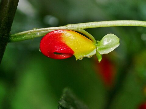 Kongo-Lieschens (Impatiens niamniamensis)