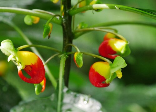Kongo-Lieschens (Impatiens niamniamensis)
