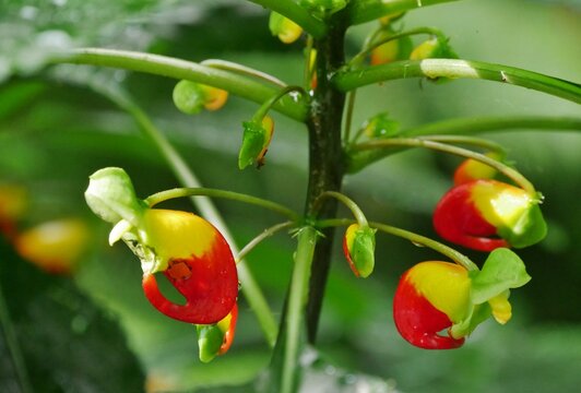 Kongo-Lieschens (Impatiens niamniamensis)
